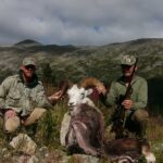 Hunting Canadian Stone Sheep